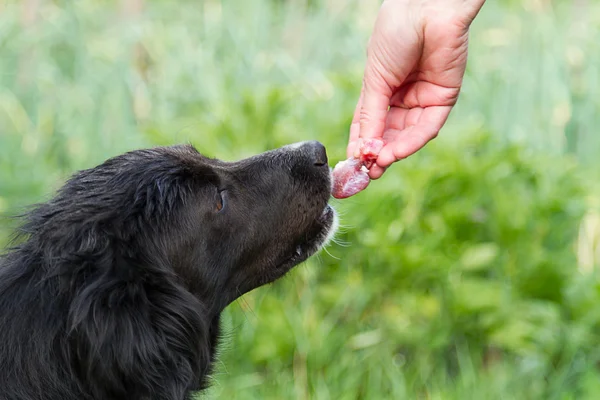 Feeding the dog a piece of meat — Stock Photo, Image