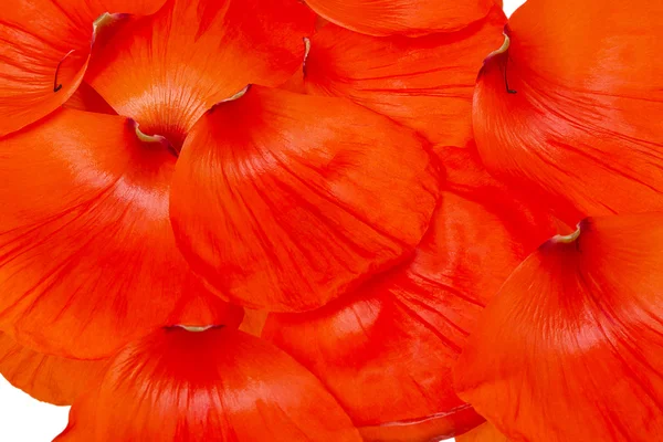 Poppy petals — Stock Photo, Image