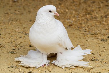 White Pigeon clipart