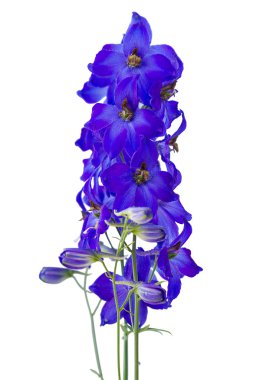 Dark blue delphiniums clipart