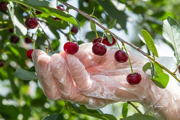 stock image Picking of cherries