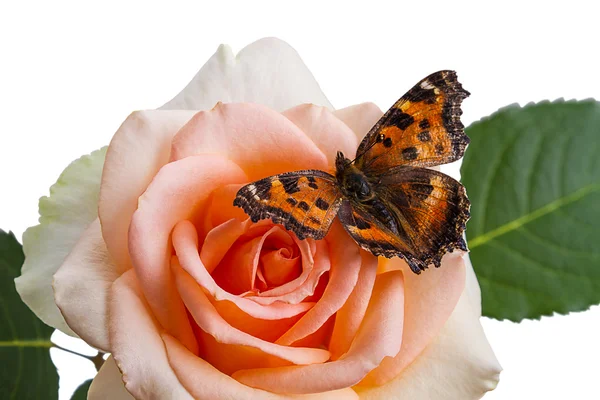 Motýl na růže — Stock fotografie