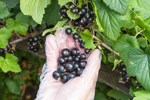 Plockning av svarta vinbär — Stockfoto