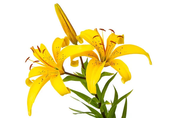 Yellow spotted lily — Stock Photo, Image