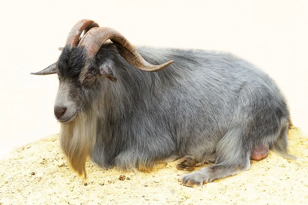 stock image Goat with long horns