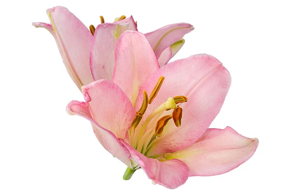 Pink lily on a white — Stock Photo, Image