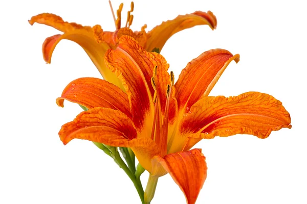 Orange lily på en vit — Stockfoto