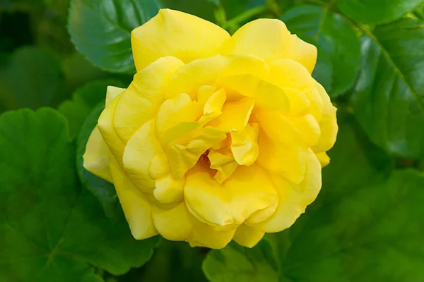 Las rosas brillantes amarillas sobre verde —  Fotos de Stock