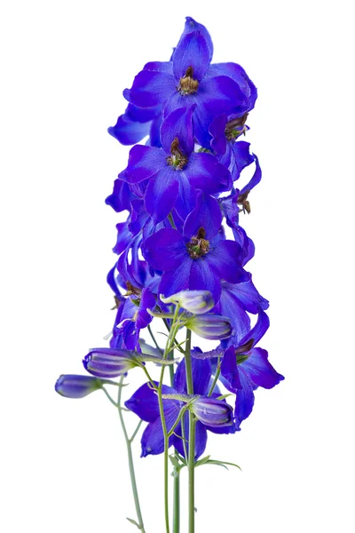 stock image Dark blue delphiniums