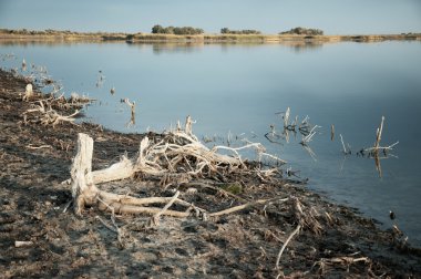 Dead trees and lake clipart