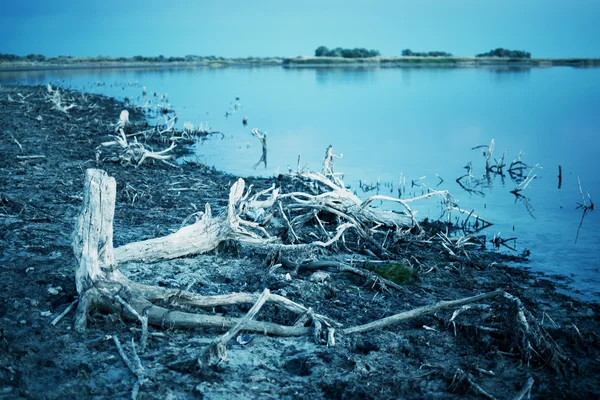Döda träd och sjön — Stockfoto