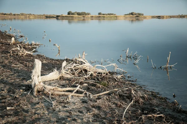 Dead trees and lake — Stock Photo, Image