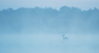 Pelikan siluet bir göl kenarında