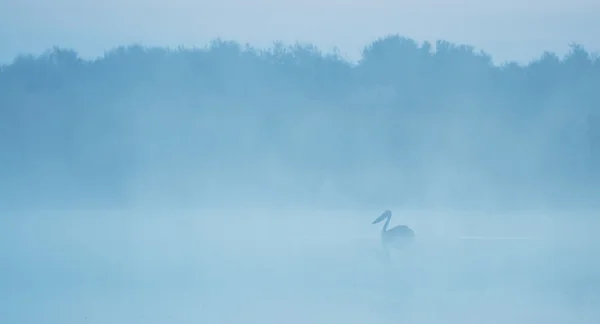 Pelikan sylwetka na jeziorze — Zdjęcie stockowe