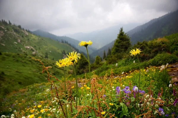 Bloemen in de zomer bergen — Stockfoto