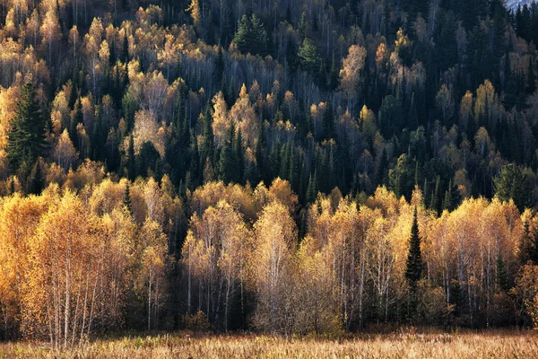 Paisaje de otoño en las montañas —  Fotos de Stock