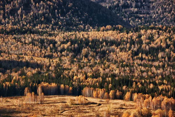 Jesień las w górach — Zdjęcie stockowe