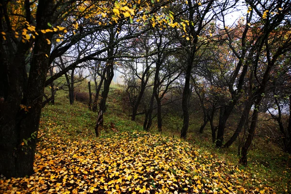 Köd az őszi erdőben — Stock Fotó