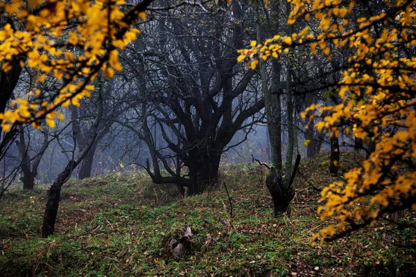 Mist in herfstbos — Stockfoto