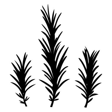 Rosemary herbs isolated on white clipart