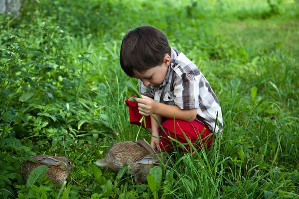 Boy fed rabbits in the garden by hand — Stock Photo, Image