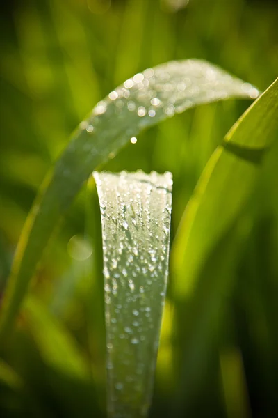 stock image Fresh grass with dew drops