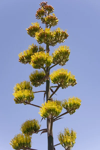 Planta agave majestoso — Fotografia de Stock
