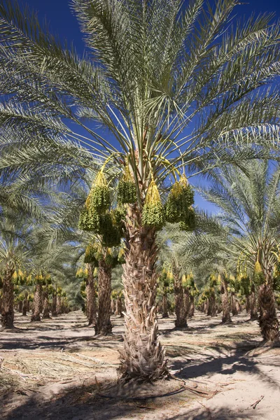 Date Palm Trees — Stock Photo, Image