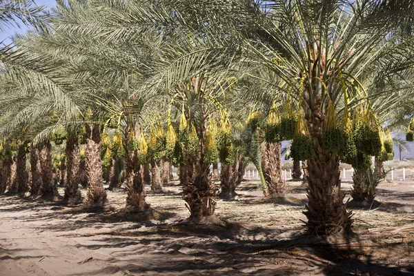 Date Palm Trees — Stock Photo, Image