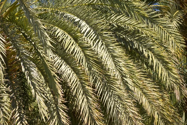 Дата пальмові дерева — стокове фото