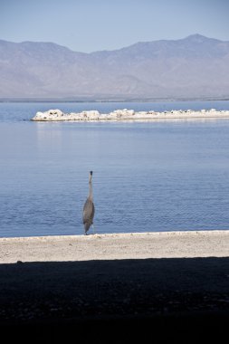 deniz kuşları, salton Denizi