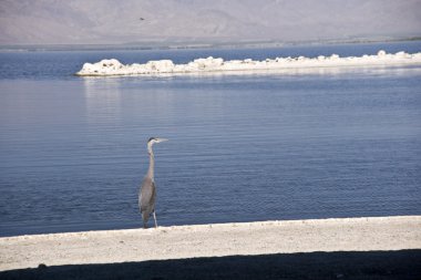 deniz kuşları, salton Denizi