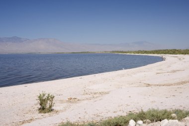 deniz kuşları, salton Denizi