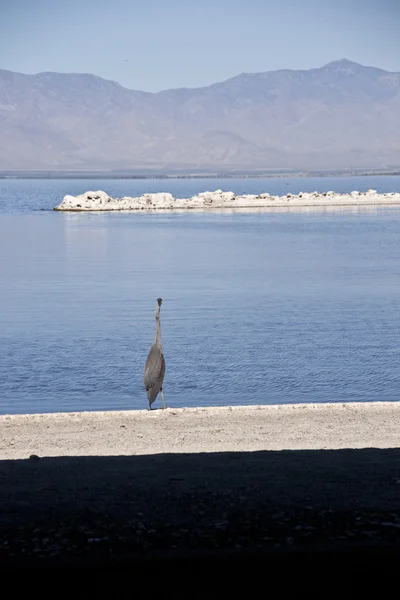 Stock image Seabirds at Salton Sea