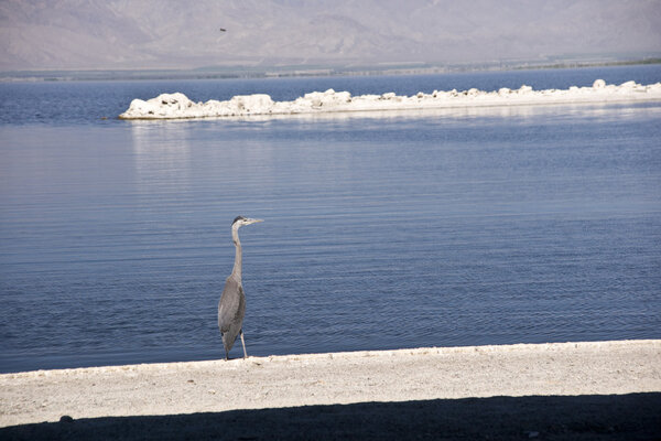 Морские птицы в Солтон-Си
