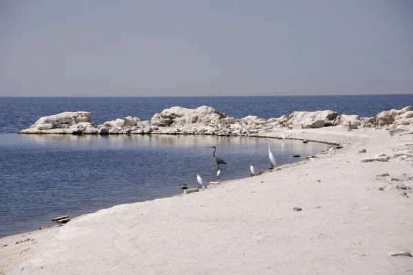 Aves marinhas no Mar de Salton — Fotografia de Stock