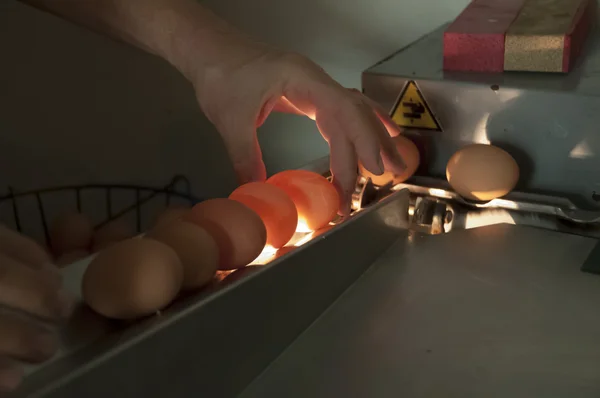 การตรวจสอบไข่ — ภาพถ่ายสต็อก