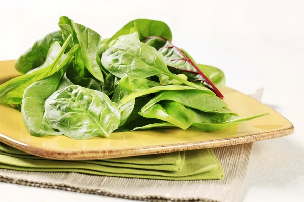 stock image Swiss chard leaves