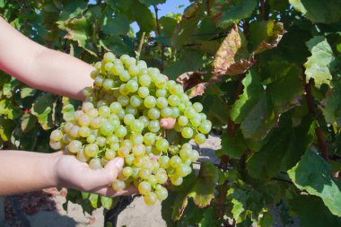 Vineyard kırpma