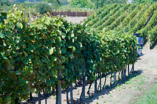 Grapevine plants in a vineyard