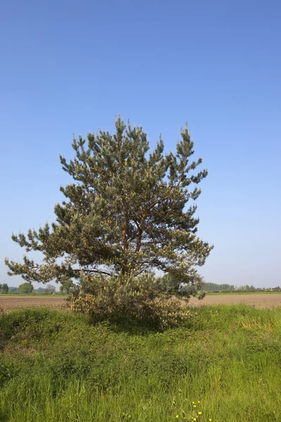 Pinus sylvestris — Foto de Stock