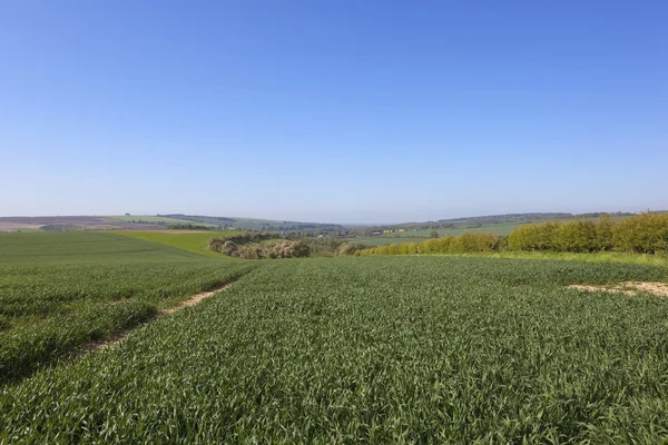 Angielski krajobrazu rolniczego — Zdjęcie stockowe