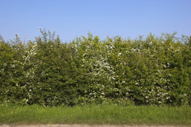 Roadside hawthorn hedge clipart
