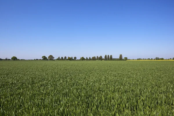 Пшеничное поле Англии — стоковое фото