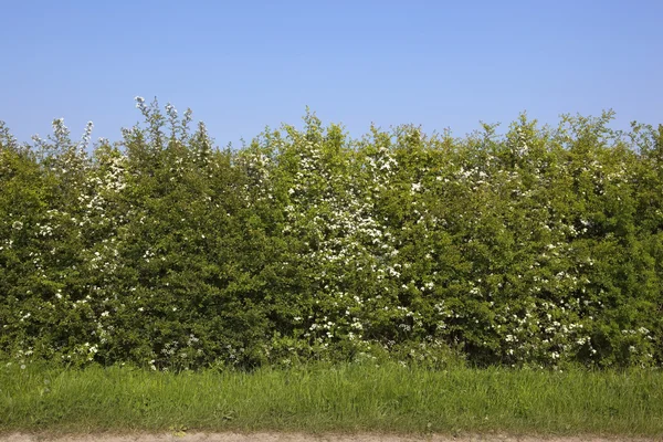 Придорожная изгородь боярышника — стоковое фото