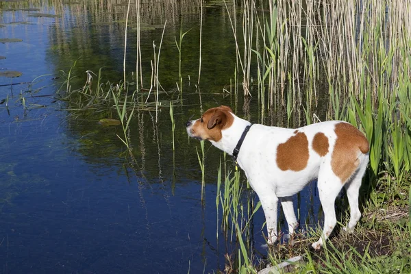 Pes se u vody — Stock fotografie