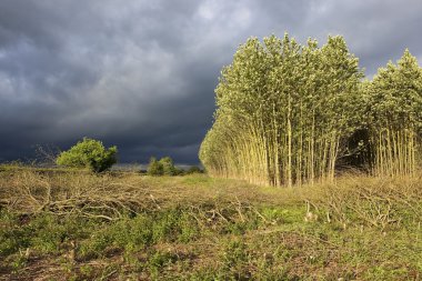 Stormy summer landscape clipart