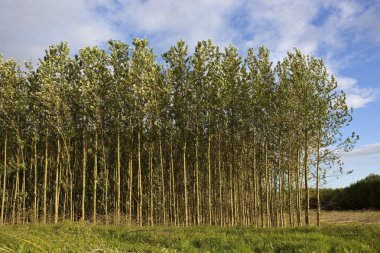 Young poplar trees in summer clipart