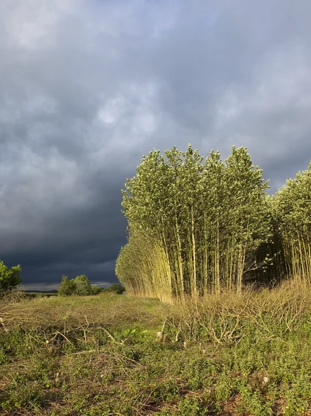 Nuvens de tempestade sobre álamos — Fotografia de Stock
