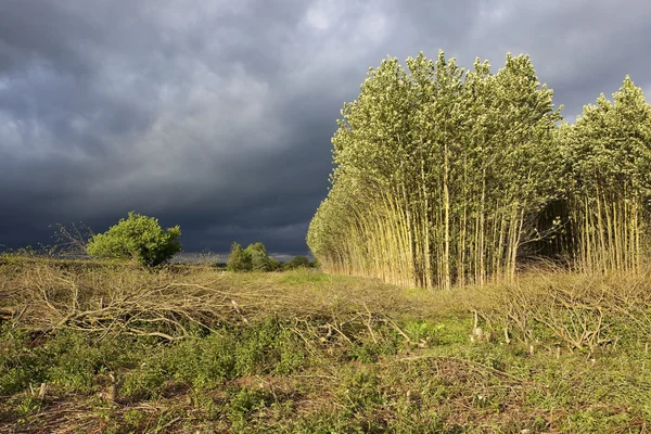 Stormig sommar landskap — Stockfoto